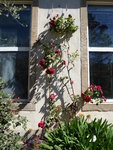 P1000596Kletterrose Sympathie.JPG