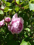 P1000642Constanze Spry.JPG