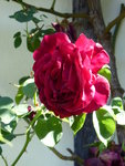 P1000579Kletterrose Thor.JPG