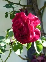 P1000579Kletterrose Thor.webp