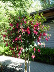 P1000566Fuchsie Prinz von Preußen.JPG