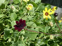 P1000588Schokoladenblumen.JPG