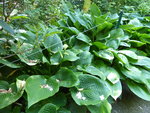 P1000620.JPG