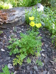 P1000631Pyrenäen-Scheinmohn.JPG