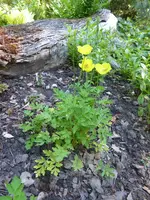 P1000631Pyrenäen-Scheinmohn.webp