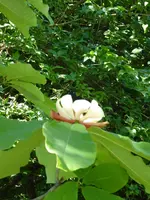 P1000639Honoki-Magnolie.JPG
