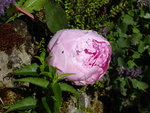 P1000648.JPG