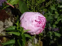 P1000648.webp