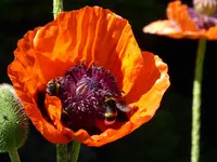 P1000652.webp