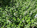 P1000653Thymian.JPG