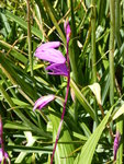 P1000670gestreifte Chinaorchiedee.JPG