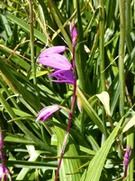 P1000670gestreifte Chinaorchiedee.webp