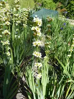 P1000674gestreifter Grasschwerfel.JPG