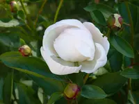 2E0F8C07-2CA0-49B9-BD39-166A7D7D7C08.webp