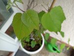 IMG_20200603_142104.jpg