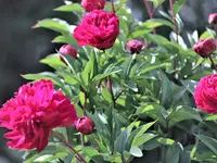 image002.webp