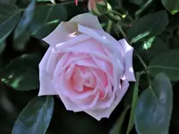 image004.webp