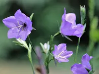 image011.webp
