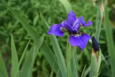 Iris  0320.webp