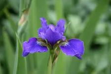 Iris  0420.JPG