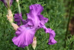 Iris von Frank0319.JPG
