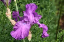 Iris von Frank0319.webp
