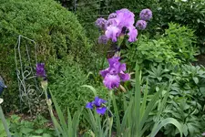 Iris von Frank0320.JPG