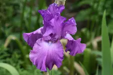 Iris von Frank0420.JPG