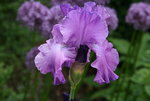 Iris von Frank0520.JPG