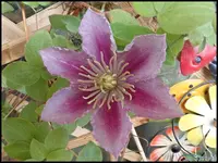c002.webp