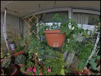 c009.webp