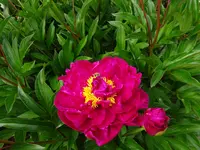 DSC01045.JPG