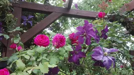 IMG_20200604_181221.webp