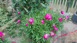 IMG_20200604_180943.webp