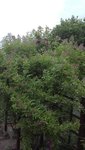 IMG_20200604_180824.jpg