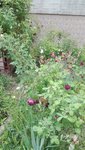 IMG_20200604_180632.jpg