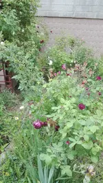 IMG_20200604_180632.webp