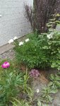 IMG_20200604_180519.jpg
