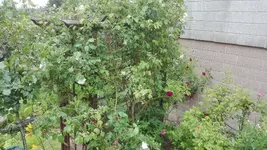 IMG_20200604_180419.webp