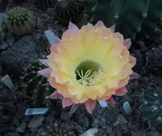 SAM_1777.webp