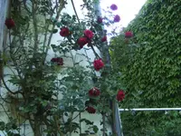 BILD1684.webp