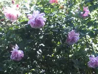 BILD1686.webp