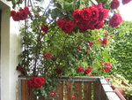 BILD1725.JPG