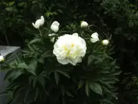 BILD1706.webp