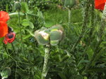 BILD1708.JPG