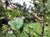 03apfel.webp