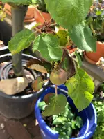 01apfel.webp