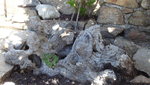 DSC03075.JPG