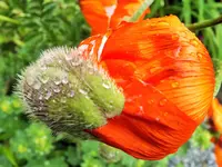 DSCF3638 (2).webp