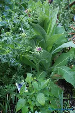 comp_DSC08971.webp